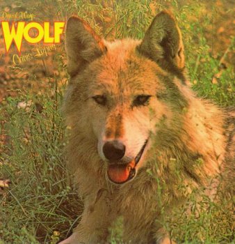 DARRYL WAY'S WOLF - CANIS LUPUS - 1973