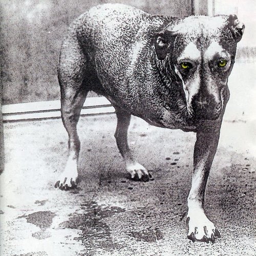 Alice In Chains - Alice In Chains (1995) [2LP | Vinyl Rip 1/5.64]
