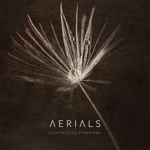 Lighthouse Sparrows - Aerials 2022